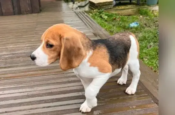Chiot beagle perdu à Orgerus - photo