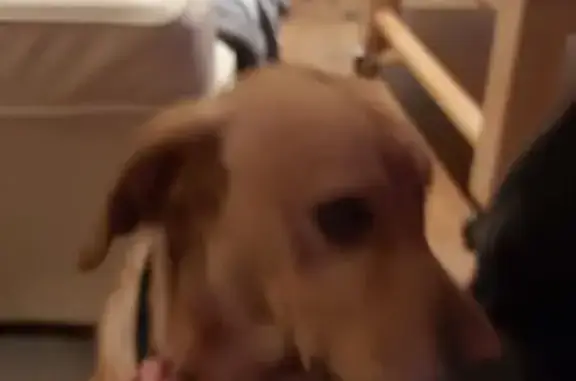 Chien trouvé Châtellerault, photo: Labrador sable trouvé à Châteauneuf