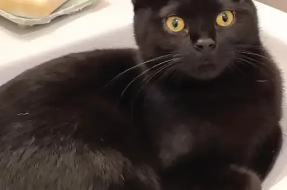 Animaux perdus Asnières-sur-Seine, photo: Chat noir perdu à Asnières-sur-Seine