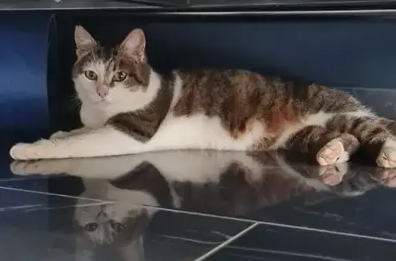 Animaux trouvés , photo: Chatte tigrée et blanche trouvée, St-Martin