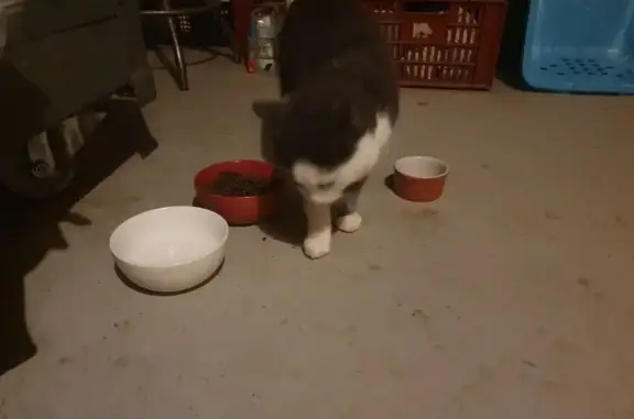 Chat trouvé, très affectueux à Boussy - photo