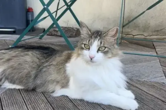 Chatte blanche/grise disparue à Salindres - photo