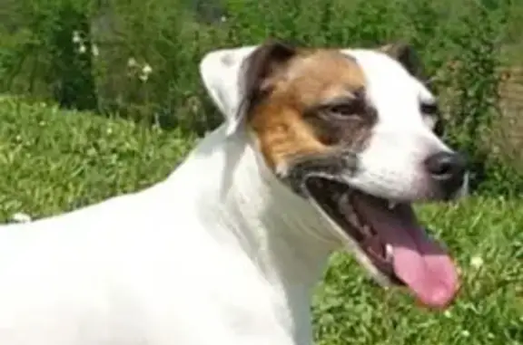 Chien perdu Nouvelle-Aquitaine, photo : Chienne âgée Eska perdue à Mourenx