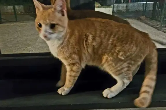 Jeune chat roux et blanc trouvé à Bayonne - photo