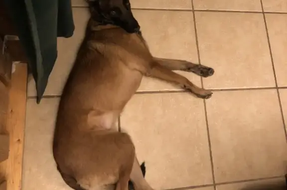 Chien perdu , photo : Berger malinois fauve disparu à Plaine