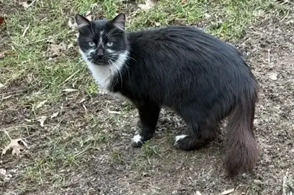 Chatte blanche/noire trouvée à La Ricamarie - photo