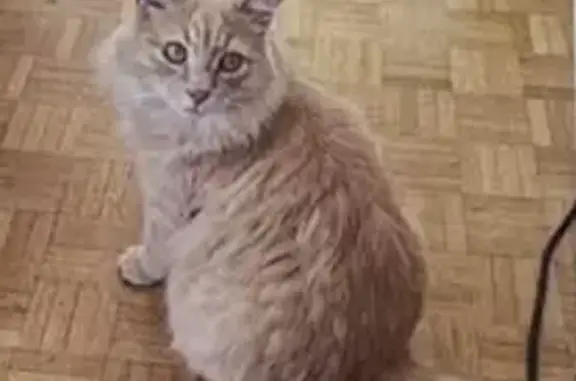 Chat mâle castré disparu à Lisieux - photo