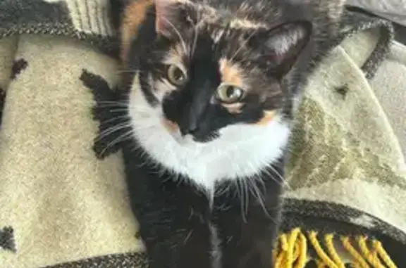Chat perdu, La Roche-sur-Foron, photo: Chatte écaille perdue à La Roche-sur-Foron