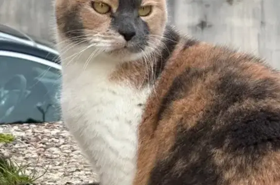Chat trouvé , photo: Chatte écailles de tortue trouvée à Penfao