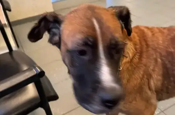 Chienne trouvée à Lavaré, croisée Boxer - photo
