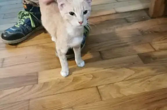 Chat trouvé, blessé, soigné à Lapenty - photo
