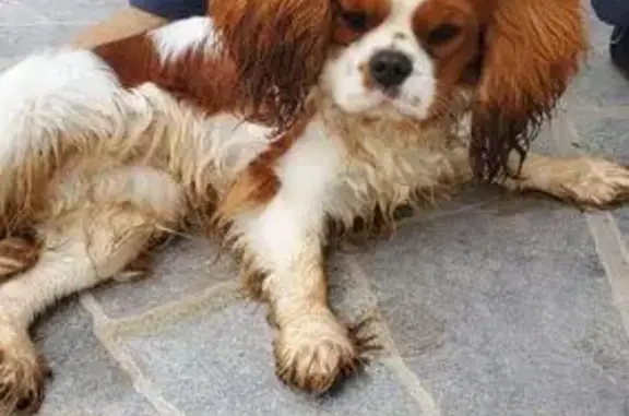 Chien trouvé Saint-Germain-du-Puch, photo: Chien cavalier king Charles trouvé jardin