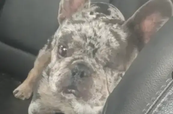 Lost One-Eyed Frenchie in San Antonio