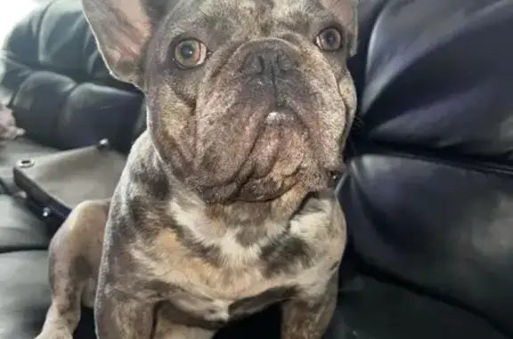 Escape Artist Gizmo: Lost French Bulldog