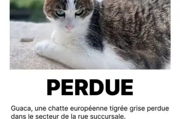 Animaux perdus Bordeaux, photo: Chat perdu, besoin de soins, Rue Succursale