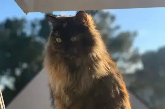 Chat perdu, Pornichet, photo: Chatte écaille disparue à Pornichet