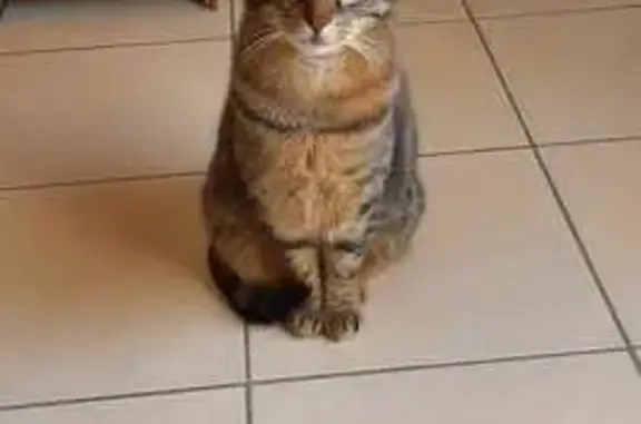 Chat perdu, Rosières-en-Santerre, photo: Chester, chat tigré, perdu à Rosières-en-Santerre