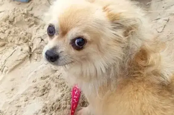 Chien perdu Haisnes, photo : Chihuahua mâle perdu à Haisnes