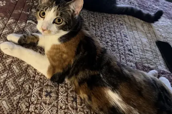 Lost Calico Cat on West Ave, Lancaster