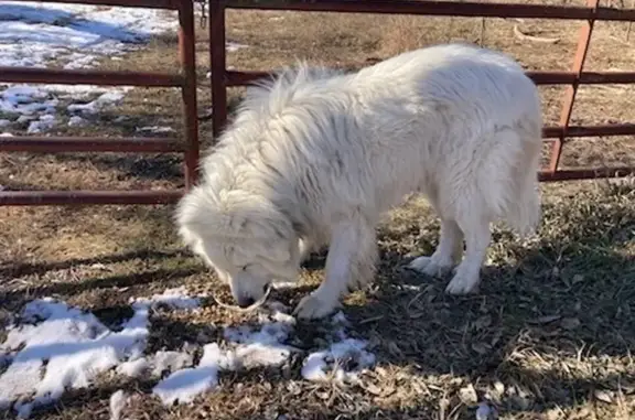 Lost Pyrenees Found Safe in Leon, KS