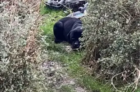 Chien blessé et effrayé à Nieulle-sur-Seudre - photo