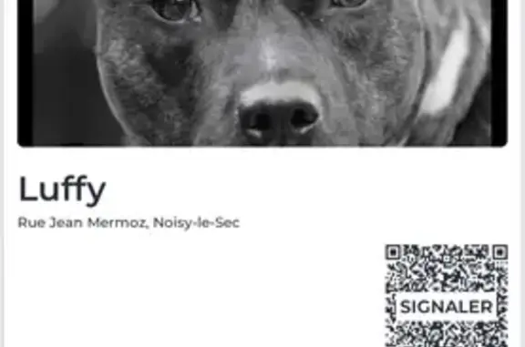 Animaux perdus Noisy-le-Sec, photo: Staff noir perdu, Luffy, Noisy-le-Sec