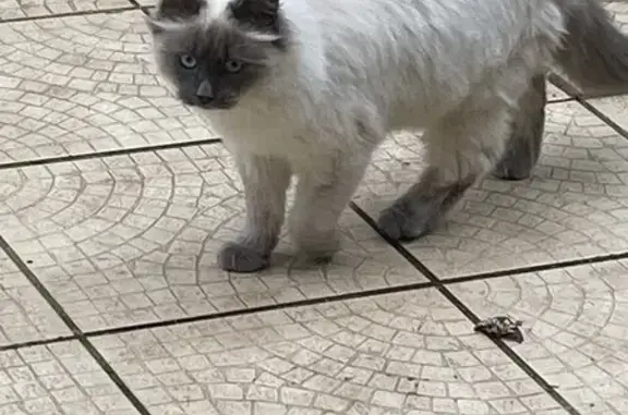 Chat siamois/birmanie trouvé à Hennebont - photo