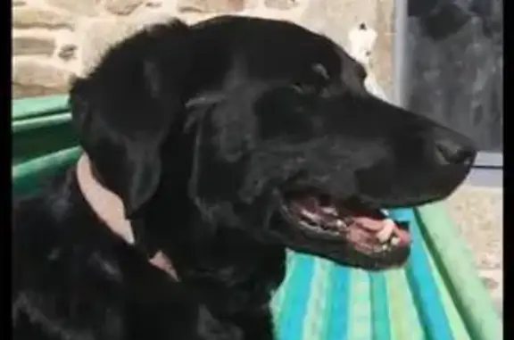 Chien perdu , photo : Chien perdu avec collier rose et orange