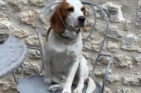 Beagle lemon perdu: Snoop, Nouvelle-Aquitaine - photo