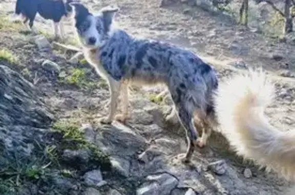 Chien perdu , photo : Border collie perdue à Marquixanes