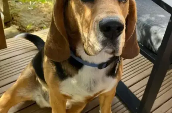 Beagle noir et feu perdu à Lasserre-Pradère - photo