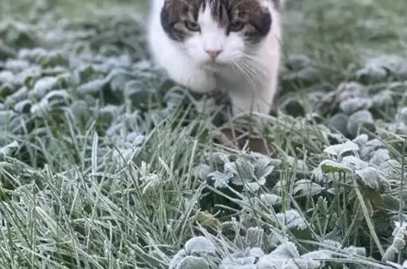 Chat perdu, , photo: Chat perdu à Saint-Barthélemy-d'Anjou