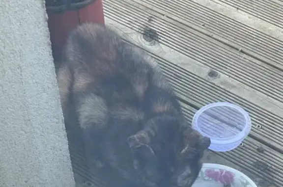 Animaux trouvés Thann, photo: Chatte écaille craintive trouvée à Thann