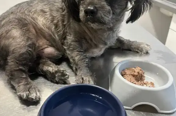 Chien trouvé Martigues, photo: Chien noir croisé Shih Tzu trouvé Martigues
