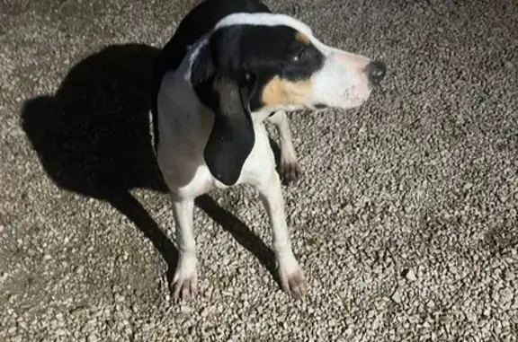 Animaux trouvés , photo: Chien trouvé à Betcave-Aguin