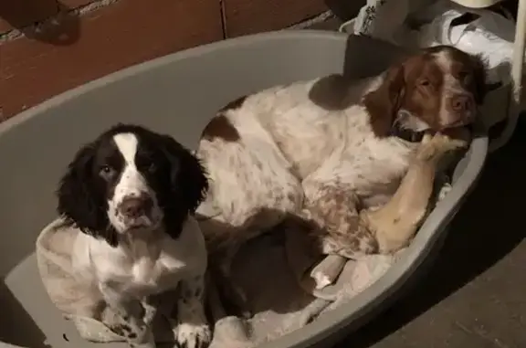 Deux chiens perdus à Saint-Juéry - photo