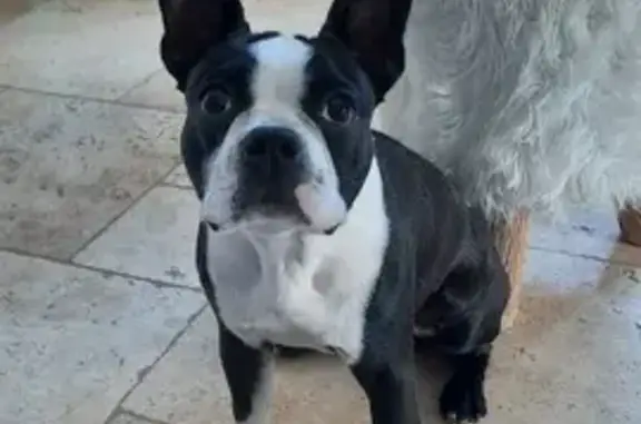 Chien perdu , photo : Chien perdu : Boston terrier noir et blanc