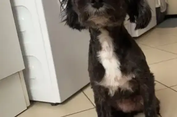 Chien disparu à Parné-sur-Roc : Zoé 16 ans - photo