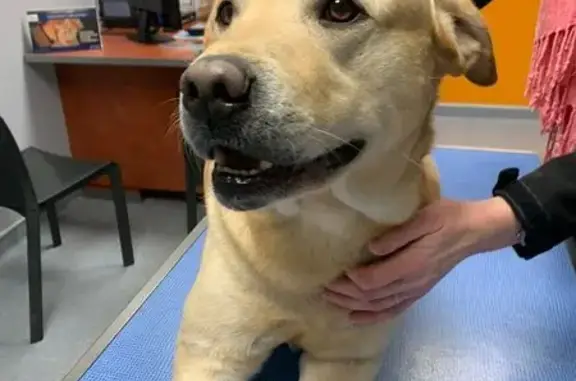 Animaux trouvés Issoire, photo: Labrador mâle trouvé avec chien noir à Issoire
