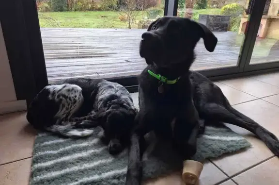 Animaux perdus , photo: Loki et Voxy, chiens perdus à Prayols