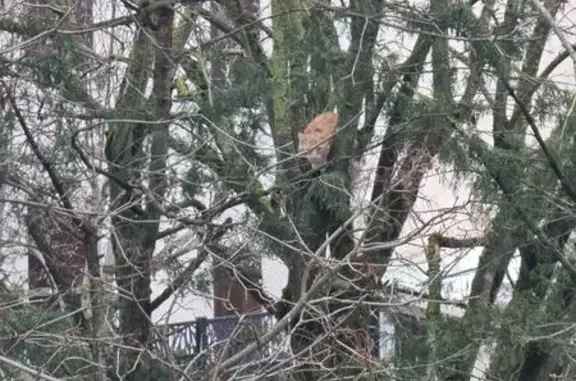 Chat roux coincé dans un arbre à Ris-Orangis - photo