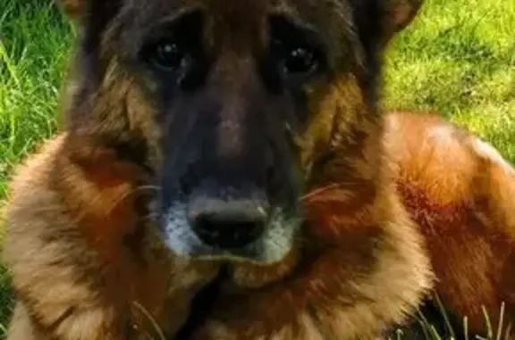 Chien perdu Saint-Sauvant, photo : Berger allemand noir et feu perdu à Chey