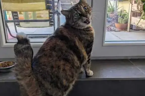 Chat perdu : Zumea, queue cassée, Morières - photo
