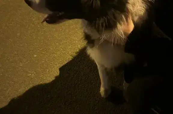 Chien trouvé , photo: Border collie mâle trouvé à Châtelaudren