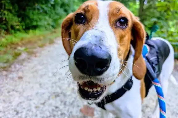 Lost Tricolor Hound in Massies Mill