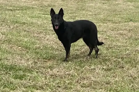 Found: Sweet German Shepherd on Samples Rd