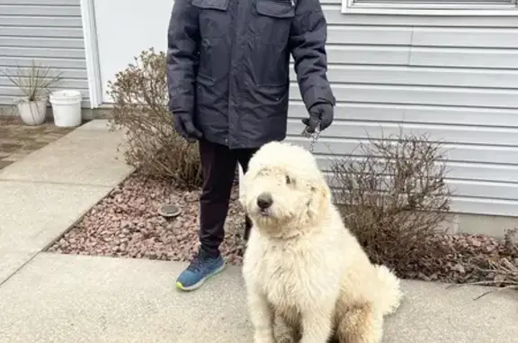 Fluffy Poodle Mix Dogs Found: Carbondale