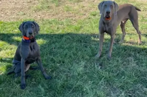 Missing Weimaraner Siblings: Genni & Victor