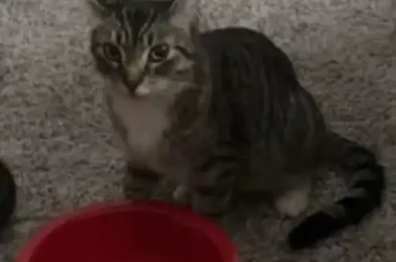 Friendly Striped Tabby Found in Harleysville