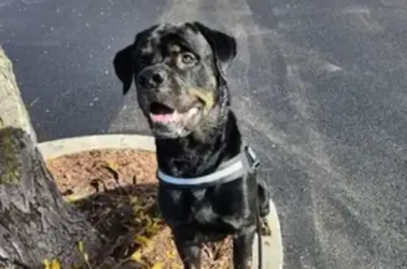 Missing Rott Mix: Sir Lost in Pittsburgh